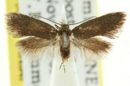 Image of Eulachna dasyptera Meyrick 1883