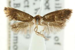 Image of Eulachna dasyptera Meyrick 1883