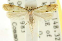 Image of <i>Atalopsis hemiocha</i>