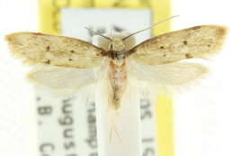 Image of <i>Cirrograpta sporadica</i>