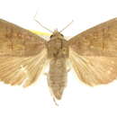 Image of Anomis albitibia Walker 1857