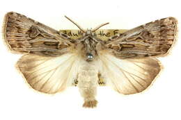 Image of Agrotis radians Guenée 1852