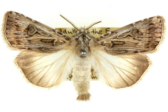 Image of Agrotis radians Guenée 1852