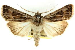 Image of Agrotis radians Guenée 1852