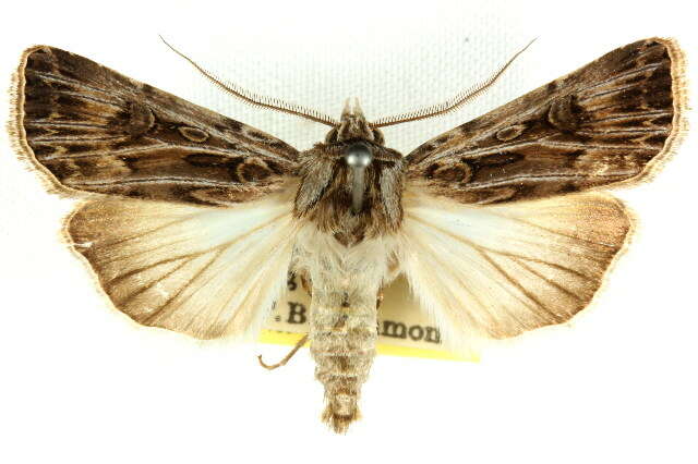 Image of Agrotis radians Guenée 1852