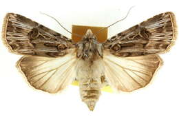 Image of Agrotis radians Guenée 1852