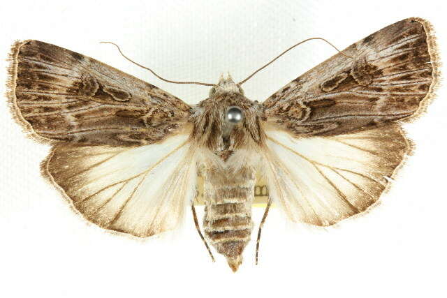 Image of Agrotis radians Guenée 1852