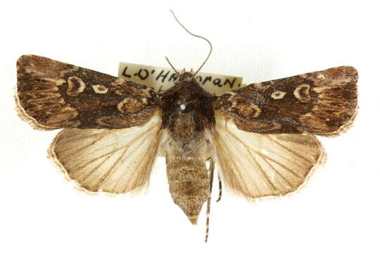 Agrotis poliophaea Turner 1926的圖片