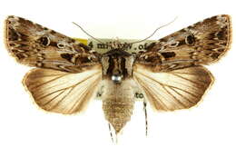 Image of Agrotis poliophaea Turner 1926