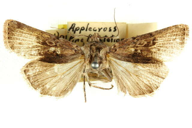 Image of Agrotis poliophaea Turner 1926