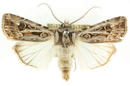 صورة <i>Agrotis emboloma</i>