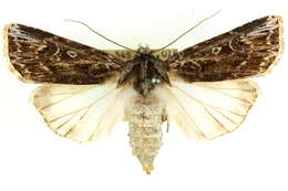 صورة <i>Agrotis emboloma</i>