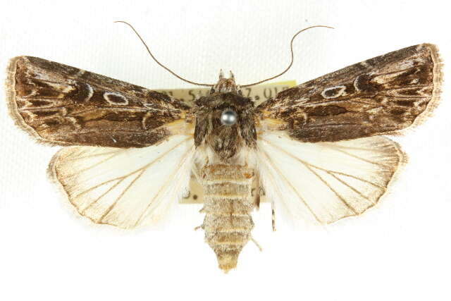 صورة <i>Agrotis emboloma</i>