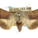 Image of Helicoverpa prepodes Common 1985