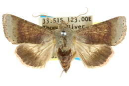 Слика од Helicoverpa prepodes Common 1985