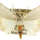 Image of <i>Heliocheilus pallida</i>