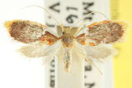 Image of Aglaodes chionoma Turner 1898
