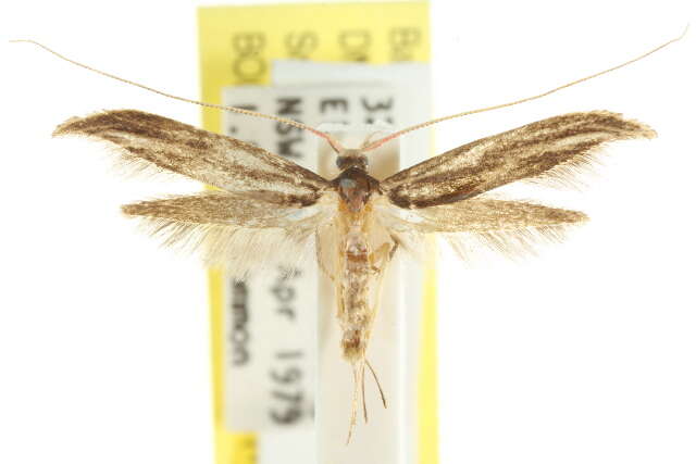 Image of Ancistroneura thaumasia Turner 1947