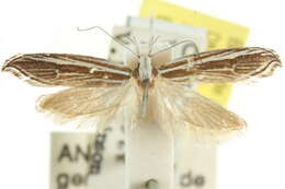 Image of Corethropalpa melanoneura Meyrick 1884