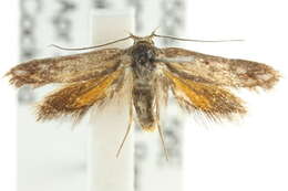 Image of <i>Corynotricha habrodes</i>
