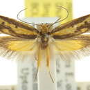 Image of <i>Corynotricha trimeris</i>