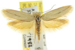 Image of <i>Corynotricha antipodella</i>