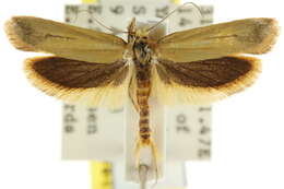 Image of <i>Corynotricha antipodella</i>
