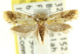 Image of <i>Diasceta phaeocosma</i>