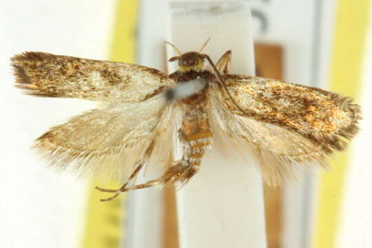 Metaphrastis corusca (Turner 1935) resmi