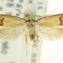 Image of <i>Microlocha anacampta</i>