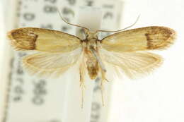 Image of <i>Microlocha anacampta</i>