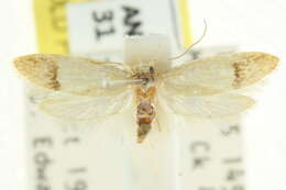 Image of <i>Microlocha anacampta</i>
