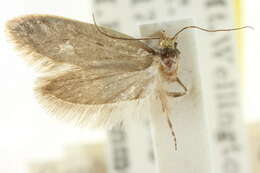 Image of <i>Orescoa paurogramma</i>