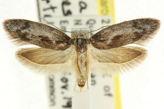 Image of Oenochroa zophocosma Turner 1935