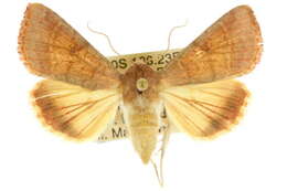 Image of <i>Helicoverpa hardwicki</i>