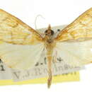 Image of <i>Ebulea perflavalis</i>