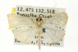 <i>Lamprophaia ablactalis</i> resmi