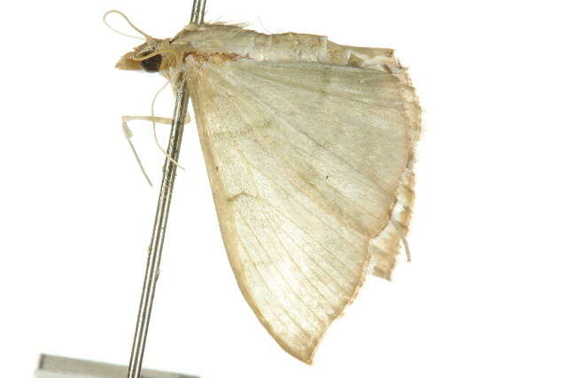 Image of <i>Lamprophaia ablactalis</i>