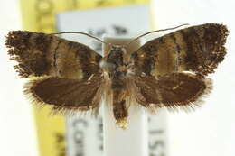 Image of Epithetica typhoscia Turner 1923