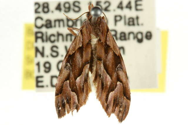 Image of <i>Clytoscopa lorrhoda</i>