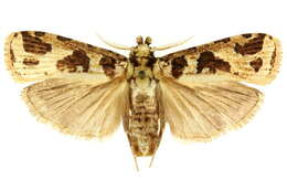 Image of Cryptophasa