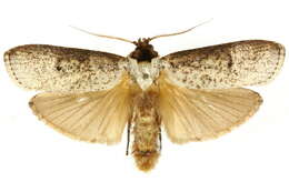 Image of Cryptophasa