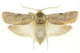 Image of Cryptophasa