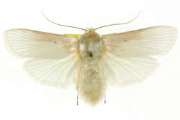 Image of Cryptophasa