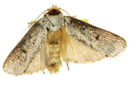 Image of Cryptophasa