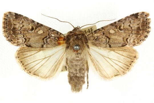 Image of Spodoptera umbraculata Walker 1858