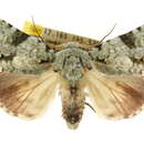 Image of <i>Acronicta dinawa</i>