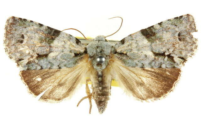 Image of <i>Acronicta dinawa</i>