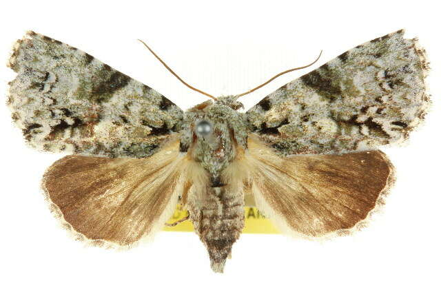 Image of <i>Acronicta dinawa</i>