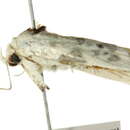 Image of <i>Arignota stercorata</i>